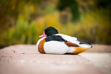 Rare duck species