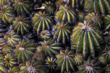 Naklejka na ściany i meble closeup, texture of an exotic cactus plant