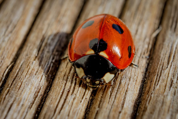 Coccinelle