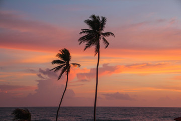 Palm trees on the background of the setting sun