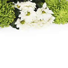 Border of white and green chrysanthemums