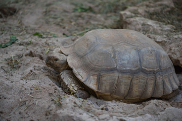 turtle lays eggs in the sand