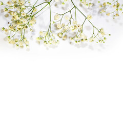 twig of small light flowers Gypsophila on a white background