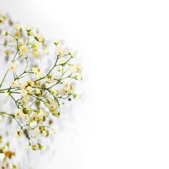 twig of small light flowers on a white background