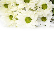 White flowers on a white background