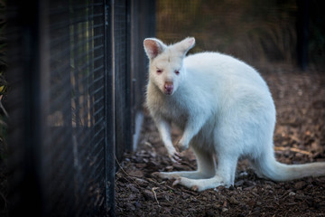 white kangaroo