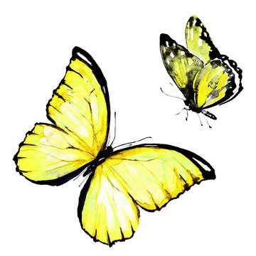 yellow butterfly, watercolor, isolated on a white