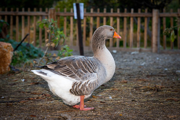 Large farm with domestic ducks