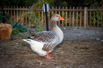 Large farm with domestic ducks