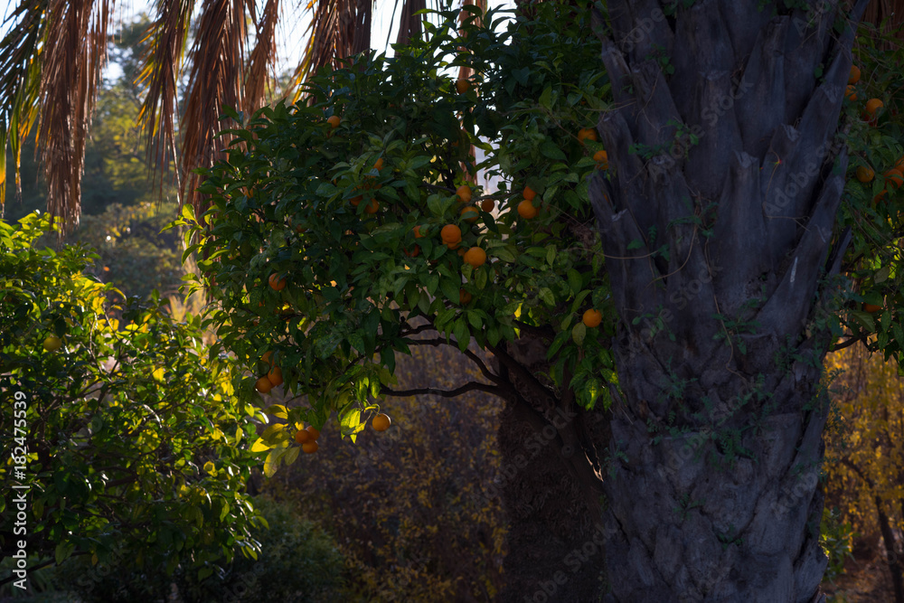 Canvas Prints mandarin tree with orange fruits