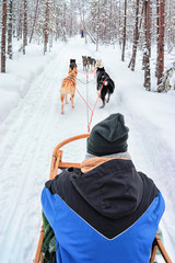 Man riding husky sledge in Lapland in winter Finland