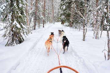 Husky dogs in sledge in Rovaniemi forest