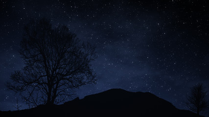 A time lapse of a starry night with a shadow of a tree in foreground and with a star trail effect 3d illustration