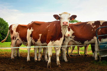 Fototapeta na wymiar Cows in meadow standing before milking operation