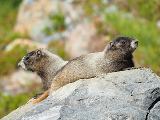 Closeup of a Pair of Hoary Marmots on a Rock,  Mount Rainier, Washington