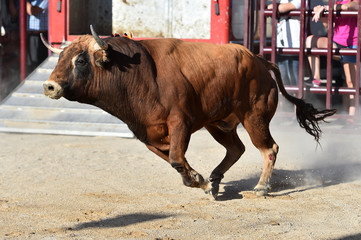 toro