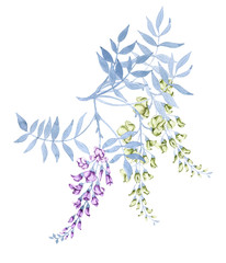 Flowers on a branch of a wisteria. Isolated on white background. 