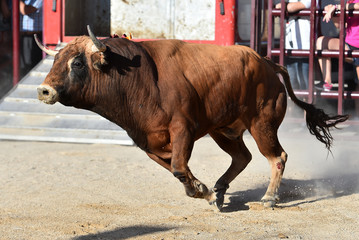 toro