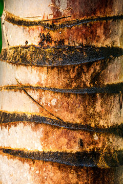 Bark of a palm tree