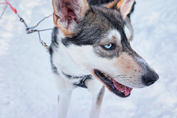 Husky dog in sled in winter forest in Rovaniemi
