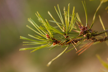 Pine twig with green needle on abstract background.