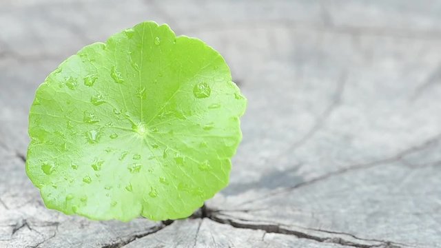 penny wort  born on old tree, nature stock photo,select focus