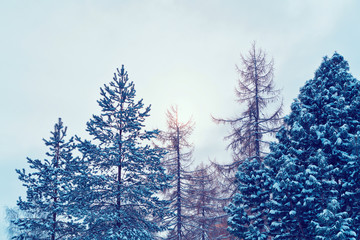 Trees in Forest in Rovaniemi
