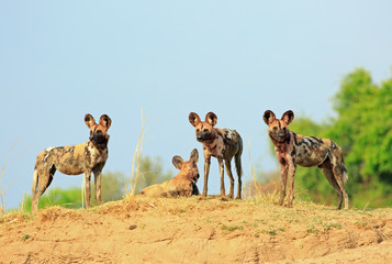 Pack of wild dogs (Painted Dog - Lycaon pictus) standing on top of a sand bank with a vibrant blue sky background looking diretly ahead,  South Luangwa National Park, Zambia, Southern Africa