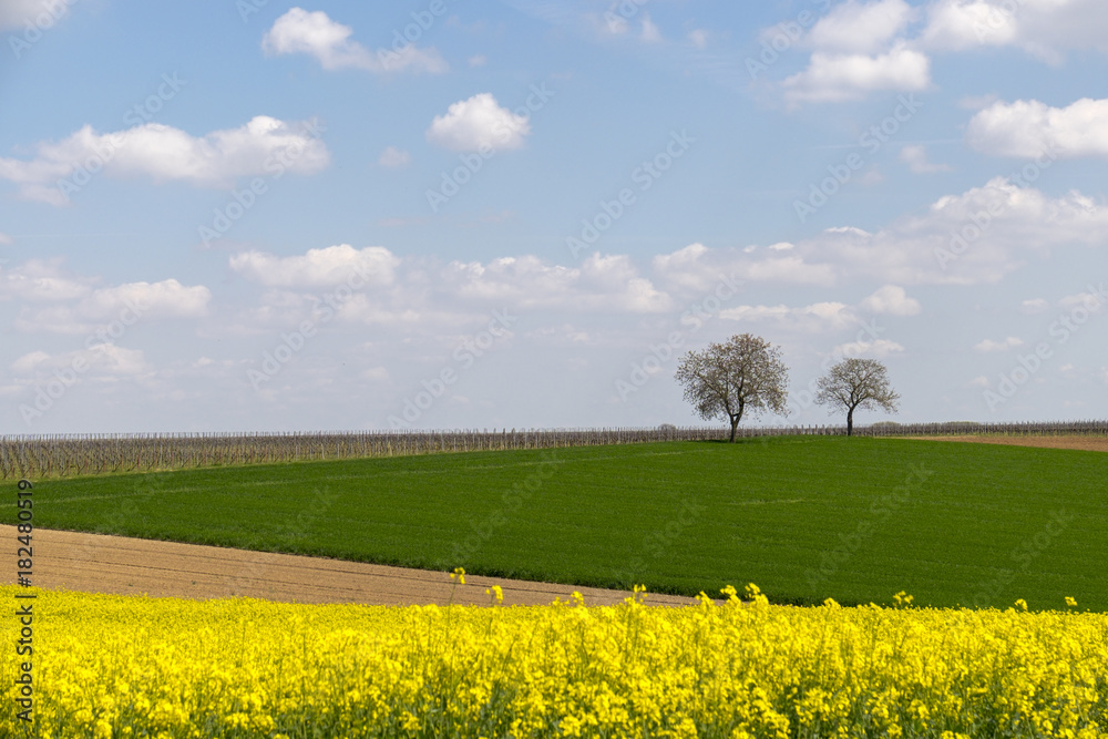 Poster Landschaft mit Walnussbäumen