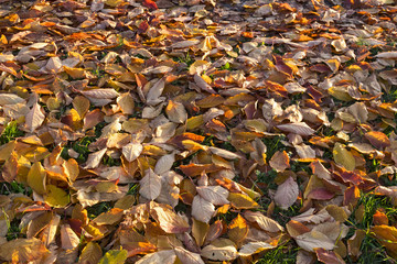 Herbstblätter auf Wiese