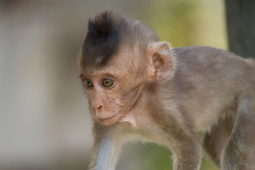 可愛いサル
