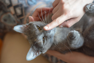 Human touching cats nose - animals, friendship