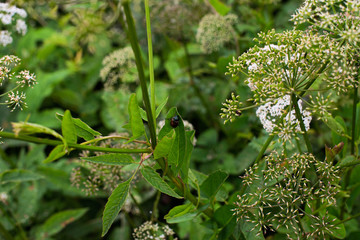 Conium maculatum and the beetle in the field is close