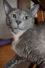 Cat love look - tender, animals, eyes, close up, kitten, baby, grey, yellow	