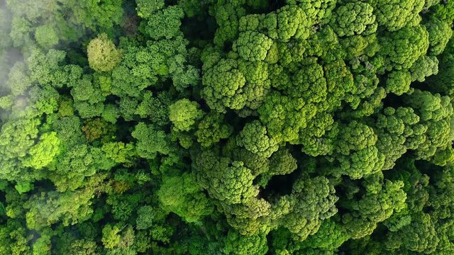 Aerial view. Beautiful texture of canopy of the forest.
