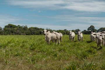 Naklejka na ściany i meble cattle in field