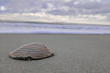 Sea Shell Waiting on the Tide