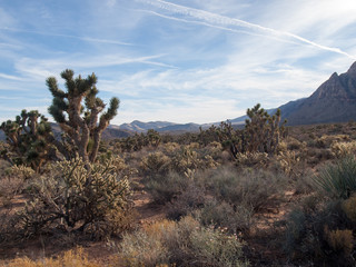 Naklejka premium Desert Sundown