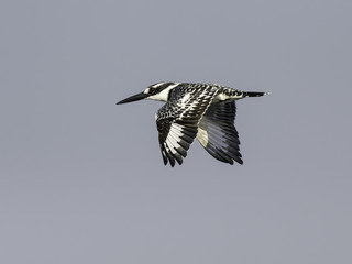  Pied Kingfisher in Flight