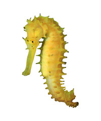 Naklejka premium Seahorse isolated on white background