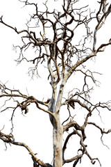 Dead tree isolated on white background