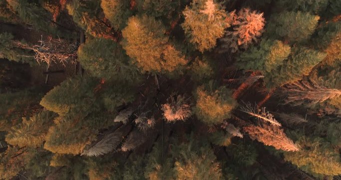 Flight over the Sequoia National Park. Sunrise. Sunset. The first video of the two. 