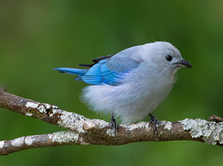 Blue-gray Tanager