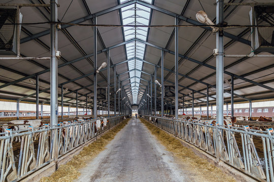 Modern barn for breeding of cows in free livestock stall
