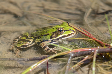 Teichfrosch