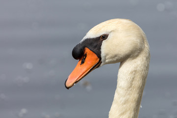 Höckerschwan Portrait
