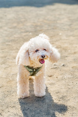 散歩するプードル