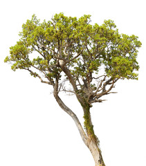 Tree isolated on white background