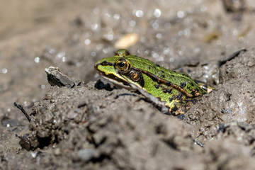 Teichfrosch im Schlamm