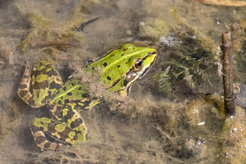 Teichfrosch